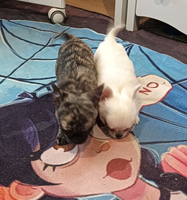 Chihuahua chłopak krótkowłosy