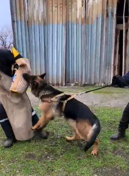 Щенки из питомника  чистокровных нем овчарок