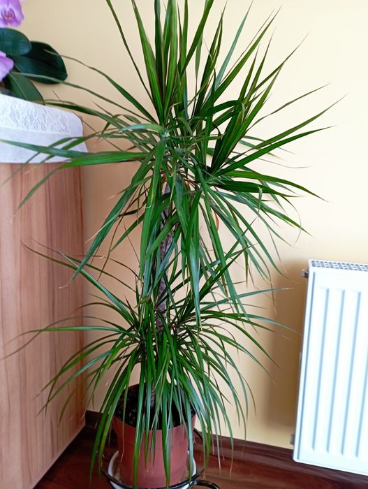 Dracena doniczkowa
