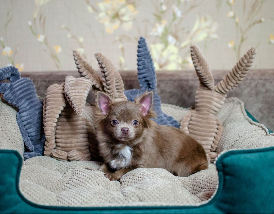 Лілова довгошерстна Candi