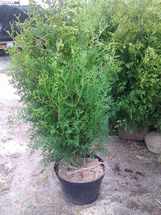 Tuja Brabant 100cm, 120-130cm,160-180cm-200cm .