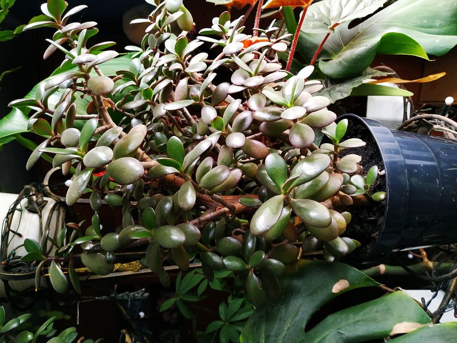 Продам вазони