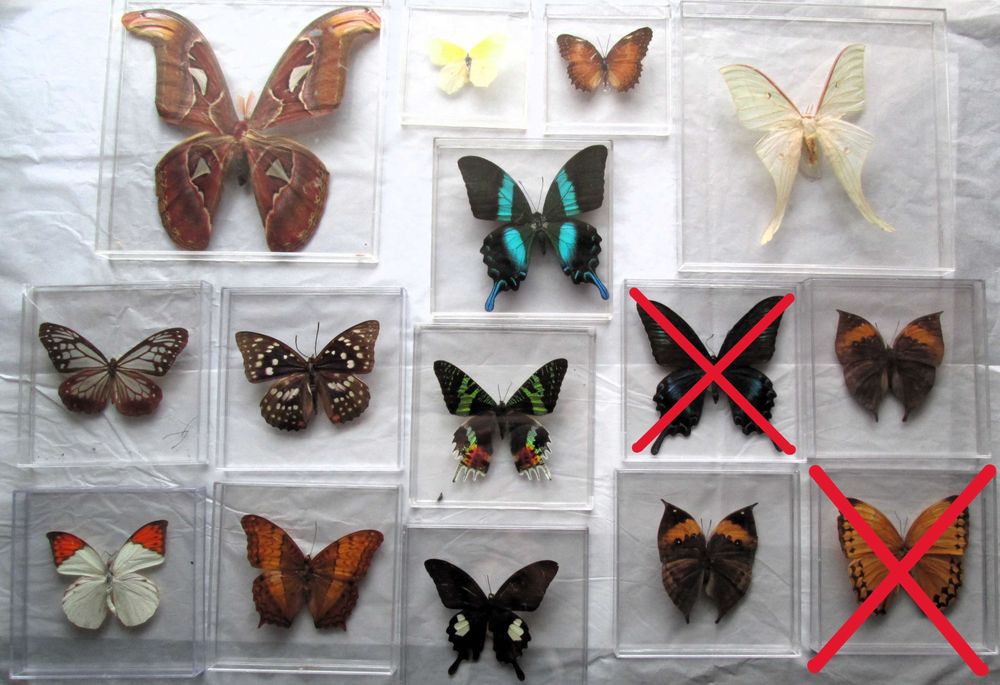 Borboletas embalsamadas  (caixas acrílico)