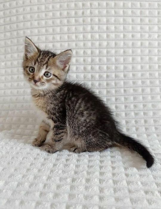 Котята бесплатно. Много котят