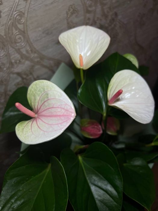 Антуриум  білорожевий