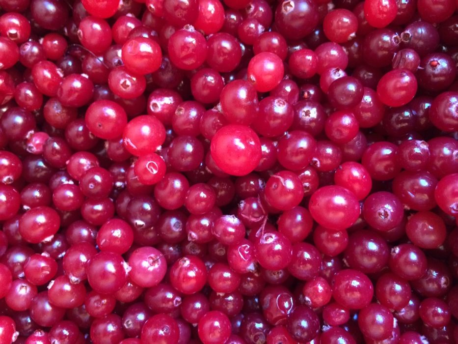 Журавлина з медом, журавлина, клюква, чай з журавлини, енергетик