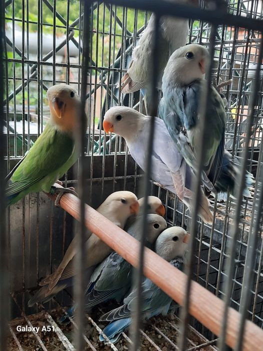 Vendo ou troco por outras aves