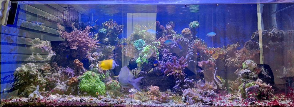 Akwarium  325l ,130cm długie.