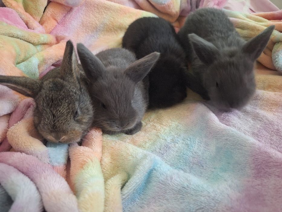 Baranek Francuski, Mini loop