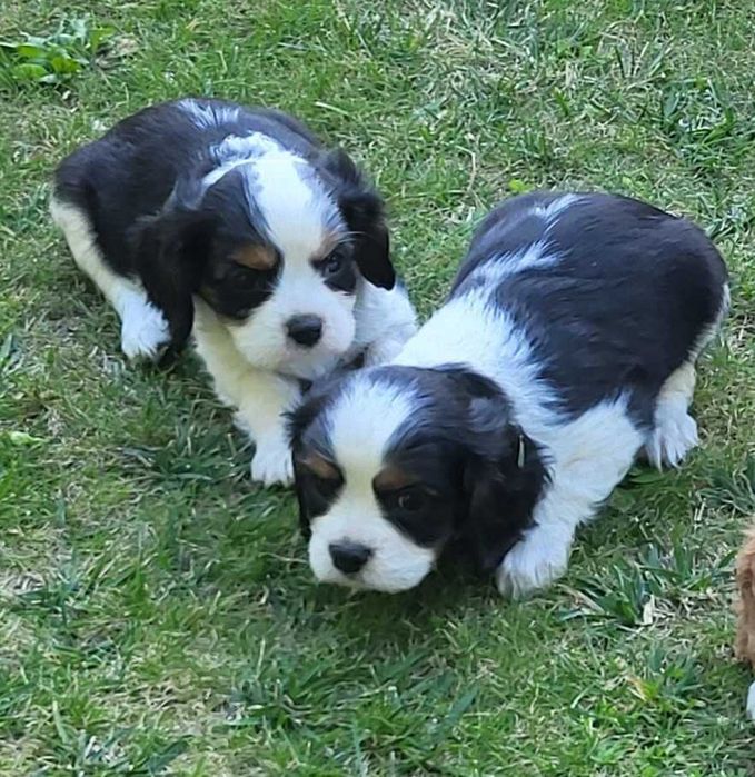 Cavalier King Charles spaniel