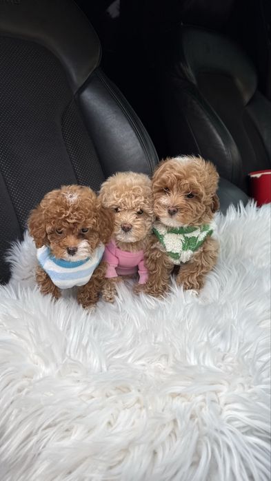 Наймиліші мальтипу vip якості