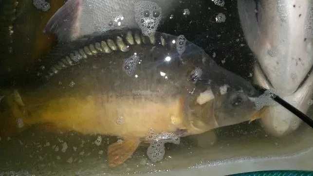 Sprzedaz Karpia Konsumpcyjnego, sandacza,suma, szczupaka,amura i inn