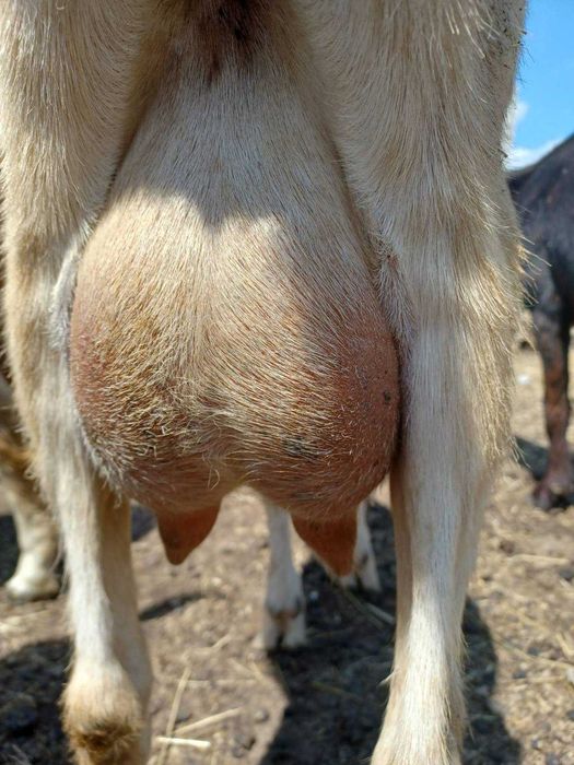 Продам коз и козлят