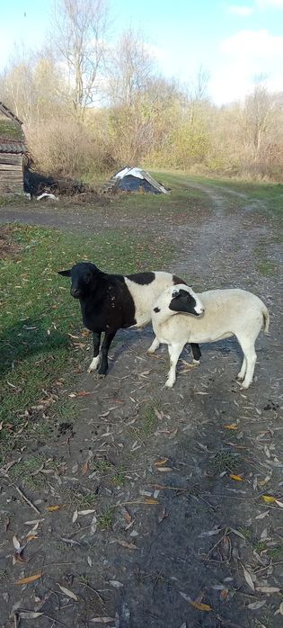 Продам баранів деталі за номером телефону