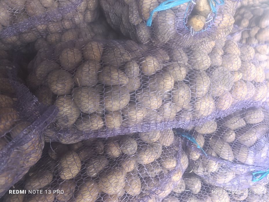 Насіння картоплі Арізона