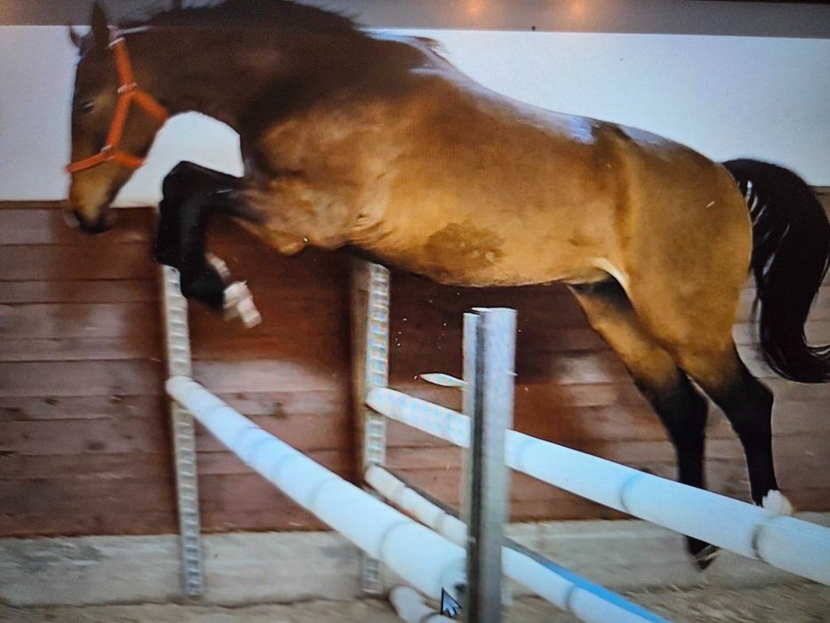 Sprzedam 3,5 latniego wałacha do sportu lub rekraacja