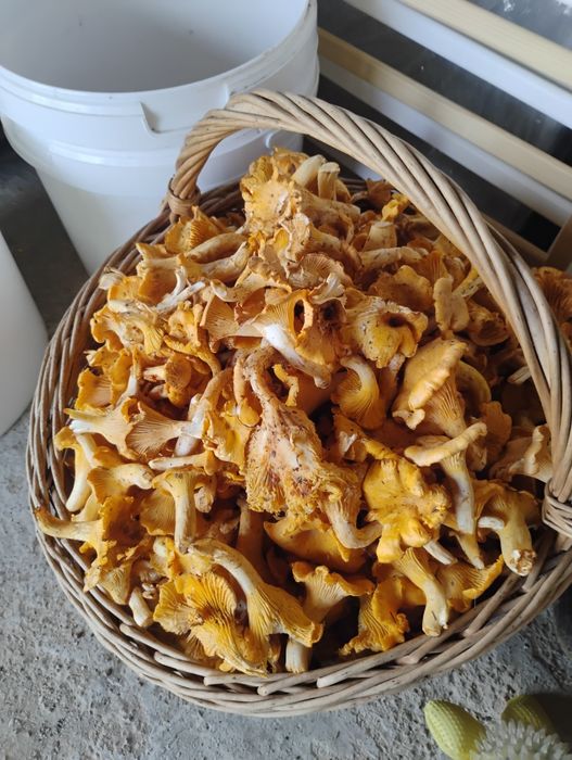 Sprzedam 4kg świeże kurki