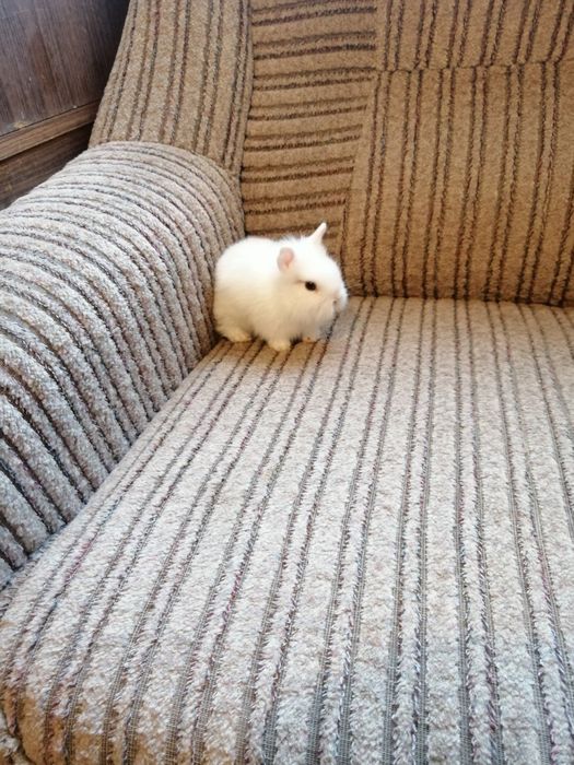 Króliczki karzełki Teddy, Hermelin niebieskooki, gładki