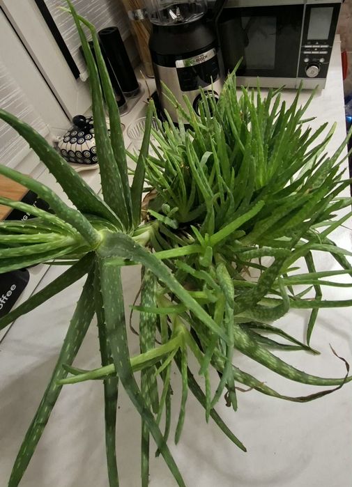 Aloes sadzonka ma 3 lata