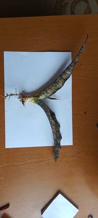 Продам сансевієрію