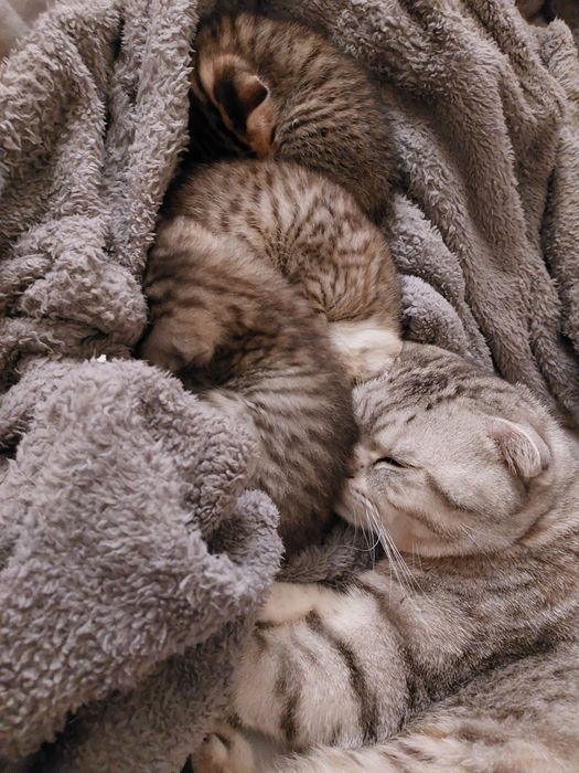 кошенята, шотладські короткошерсті