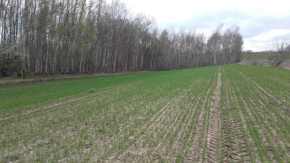 Dabrowica dzialka budowlana  1456 m². - Widok 3