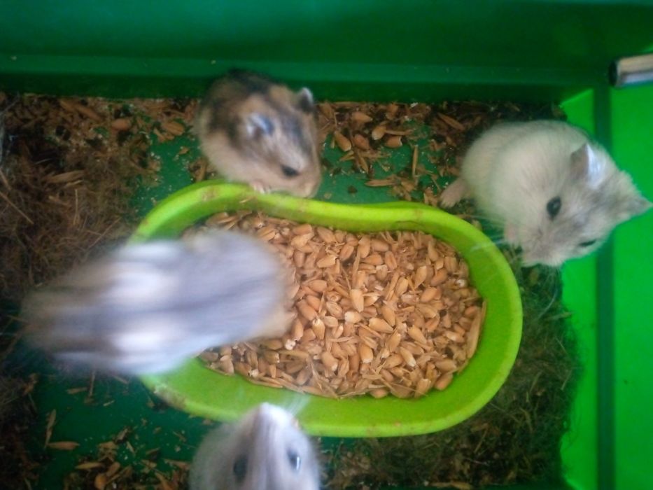 Хомячки Кременчуг