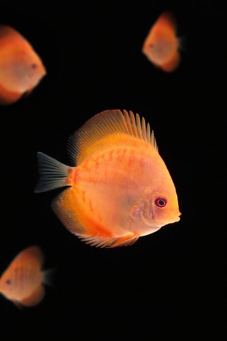 Продам дискусів(discus)