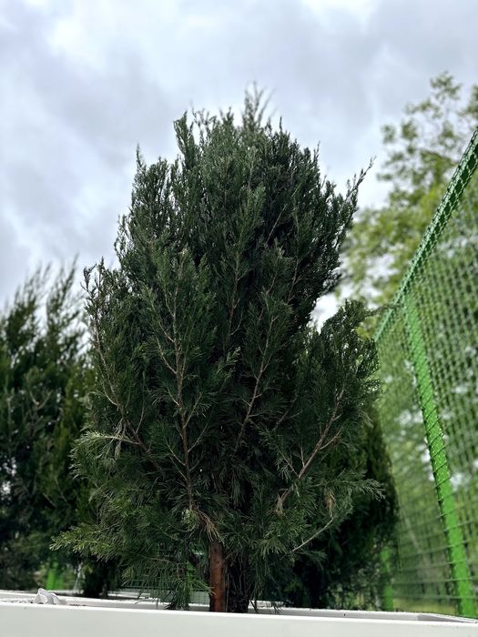 donice z iglakami do ogródka