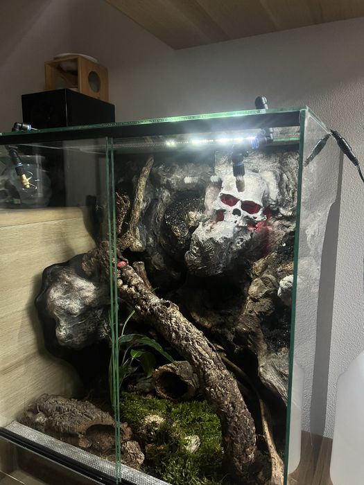 Gekon wraz z terrarium