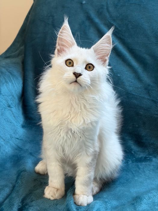 Kocurek Maine Coon shaded