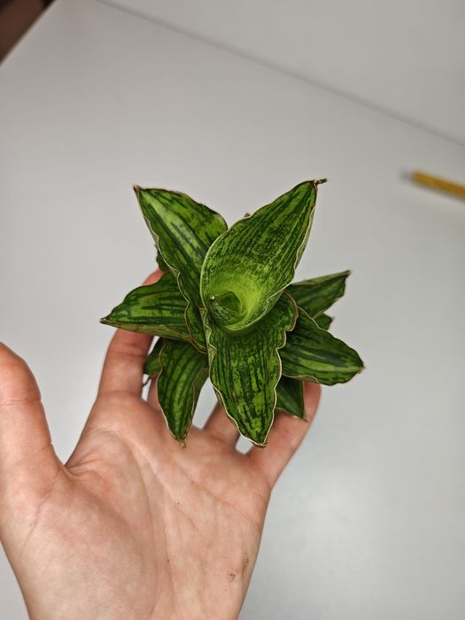 Sansevieria Angelina