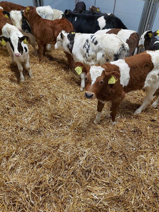 Byczki jałówki  sokołów podl polskie