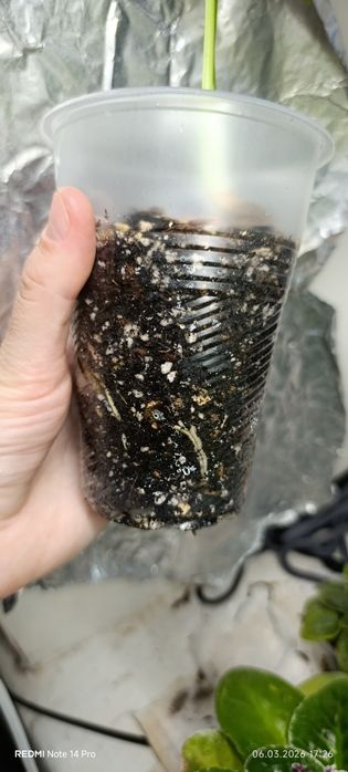 Монстера тайське сузір'я