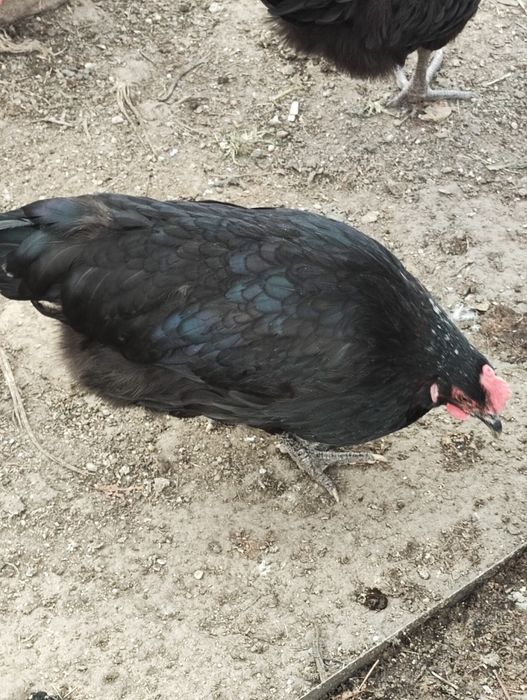 Jaja lęgowe mix ras, bardzo ładne kury