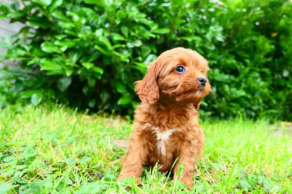Cavapoo- Piękna zdrowa suczka- Badania genetyczne!