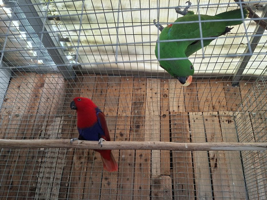 Casal ecletus roratus