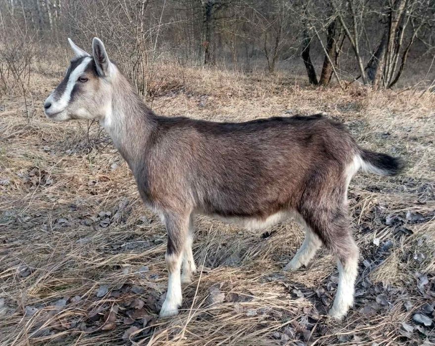 Продам козенят породи " Англо - нубійская " і " Тюрингська лісова коза