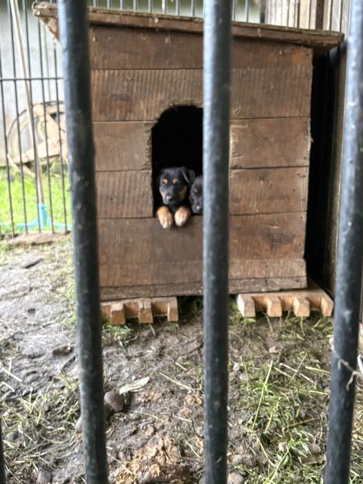 Цуценята німецької вівчарки