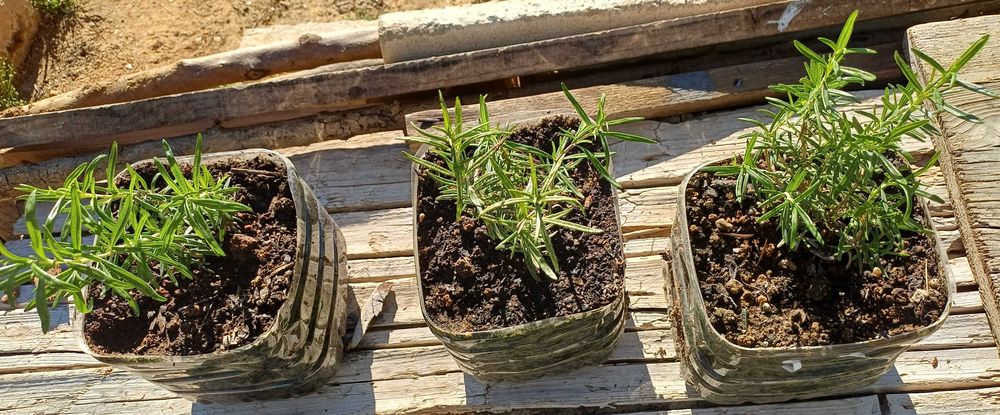Planta Alecrim Biológico em Vaso