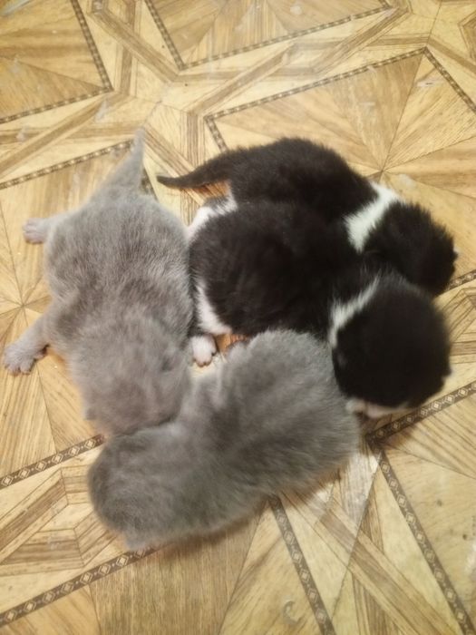 отдам котят даром