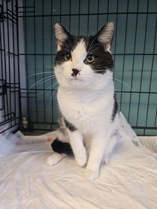 Słodki Oreo potrzebuje  swojego miejsca