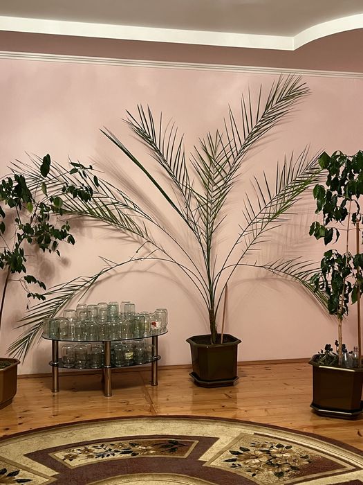 Фінікова пальма