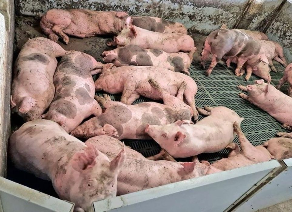 Продам свині петрени