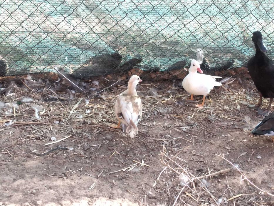 Patos  mandarins  patos carolinos e faisões  dourados