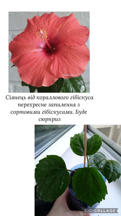 Набір сукулентів. Невибагливі. Суккулент