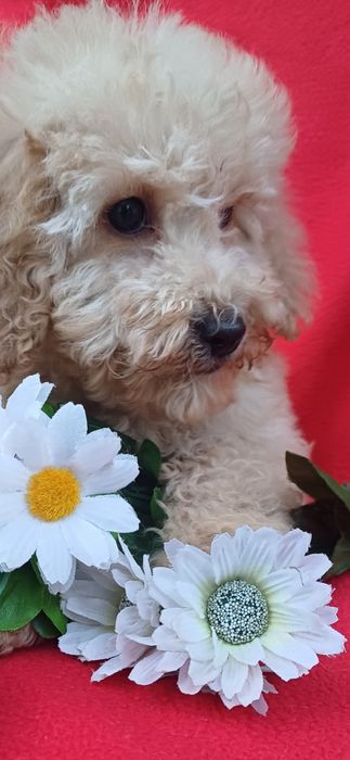 Я милий  хлопчик-той-Пудель.