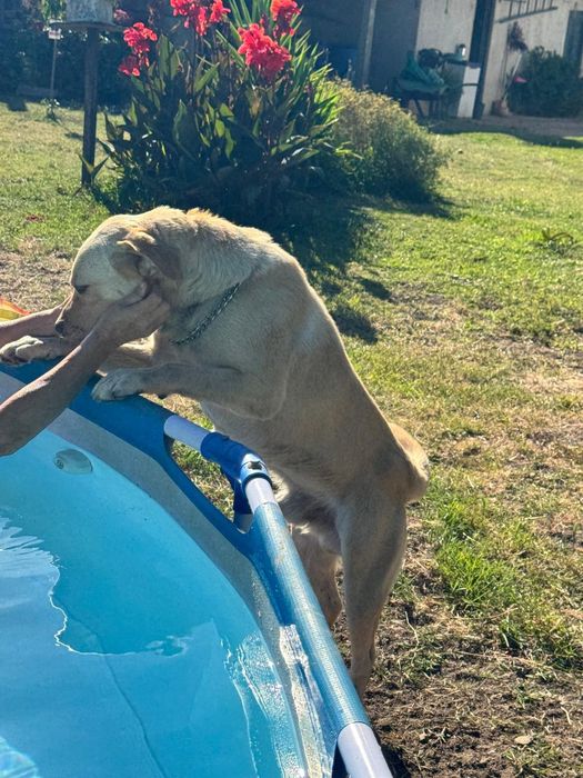 Labrador com 6 aninhos para adopção