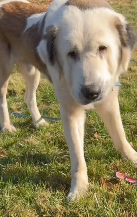Piękny Bernardyn do adopcji