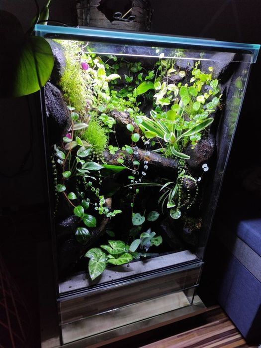 Terrarium tropikalne gekon paludarium vivarium jaszczurki